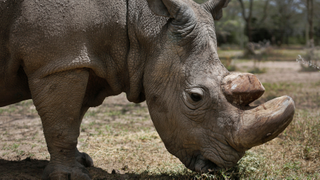 The Last Male Northern White Rhino Is Dead